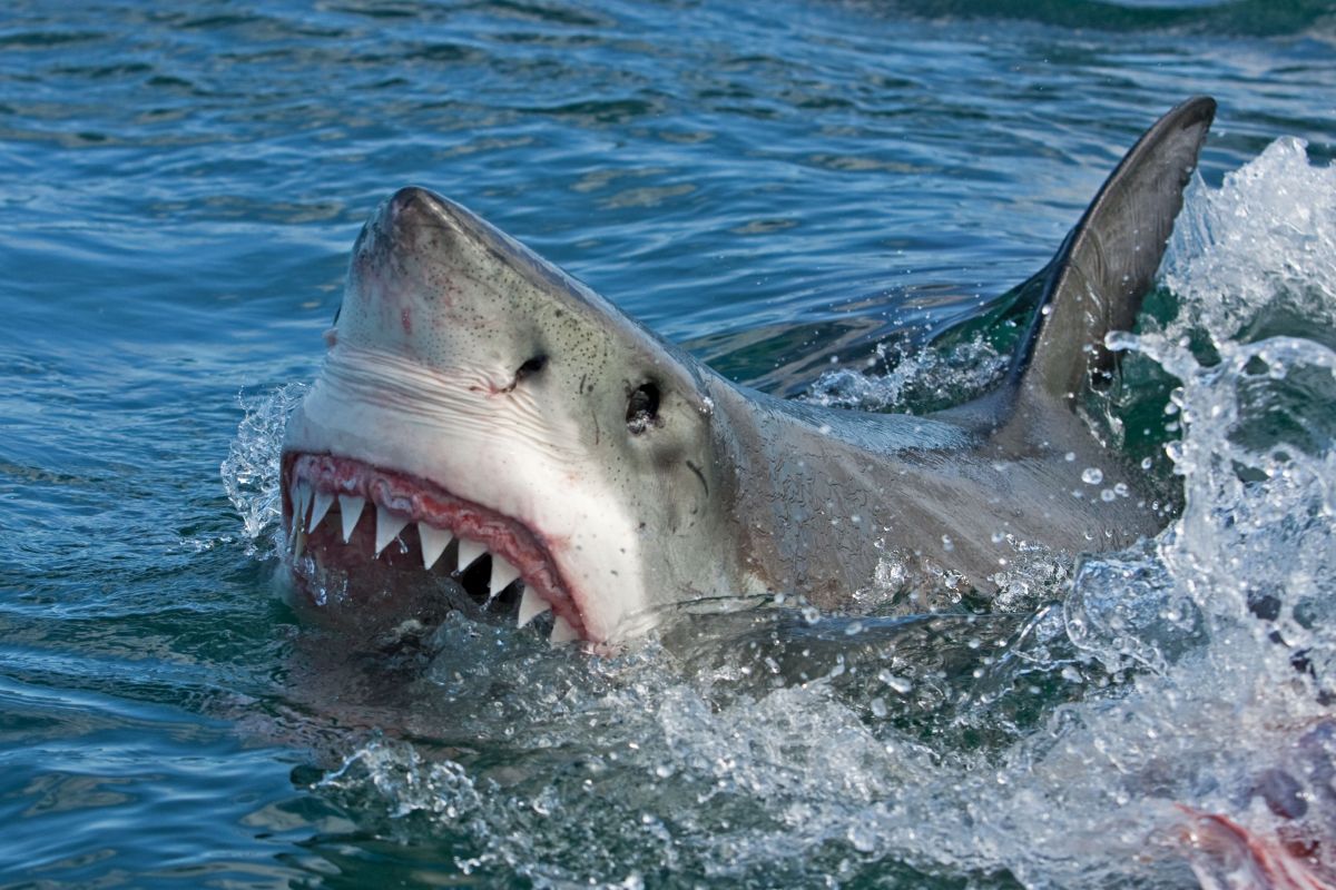 Australia es uno de los países que registra, cada año, mayor número de ataques de tiburón.