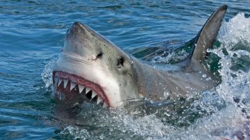Australia es uno de los países que registra, cada año, mayor número de ataques de tiburón.