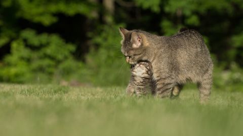 La gata esperó a que su cría fuera atendida.