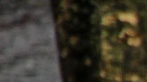 El tigre deambulaba tranquilamente por la banqueta.