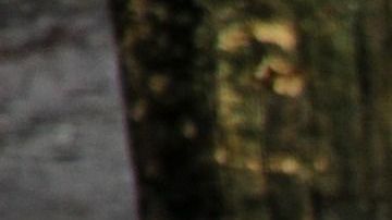 El tigre deambulaba tranquilamente por la banqueta.