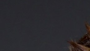 William Levy y Carmen Villalobos