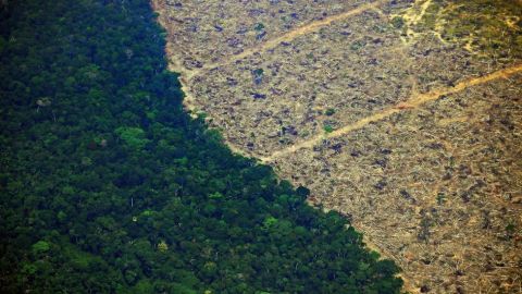 El año pasado se perdieron en los trópicos 11,9 millones de hectáreas de bosque.