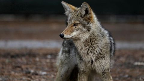 Defensores de la vida silvestre condenan que no se usen otros métodos con los animales salvajes.
