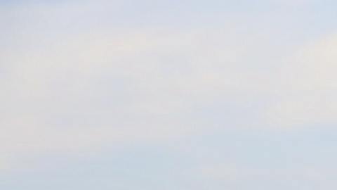 Cada signo tiene un animal espiritual que lo guía.