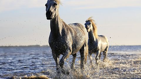 Cada signo tiene un animal espiritual que lo guía.