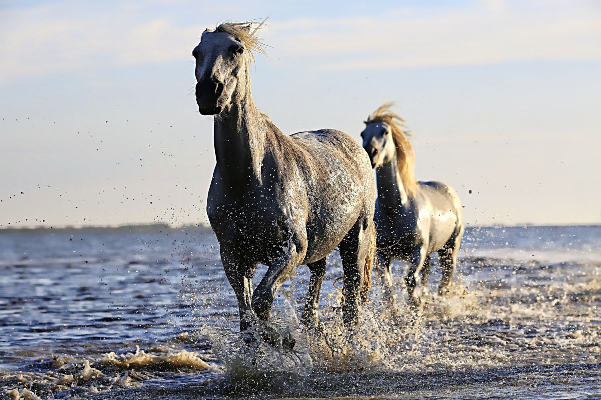 Cuál es el animal espiritual que guía a tu signo del Zodiaco - La Opinión Cuál es el animal espiritual que guía a tu signo del Zodiaco - La Opinión