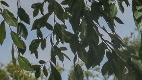 Garcetti anuncia Al Fresco