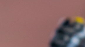 Una mariposa "Miami Blue" posada sobre un hisopo impregnado con la bebida Gatorade.