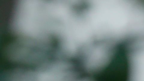 Trump en el Jardín de las Rosas.