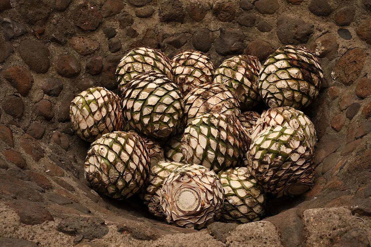 Conoce los poderosos alimentos con los que fertilizan las plantas de