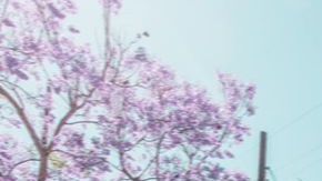 Angelica Salas, directora  de CHIRLA, llevó al correo las primeras cajas con tarjetas de ayuda para el programa DRAI a residentes del condado de Los Angeles y Orange. (Cortesía Chirla)