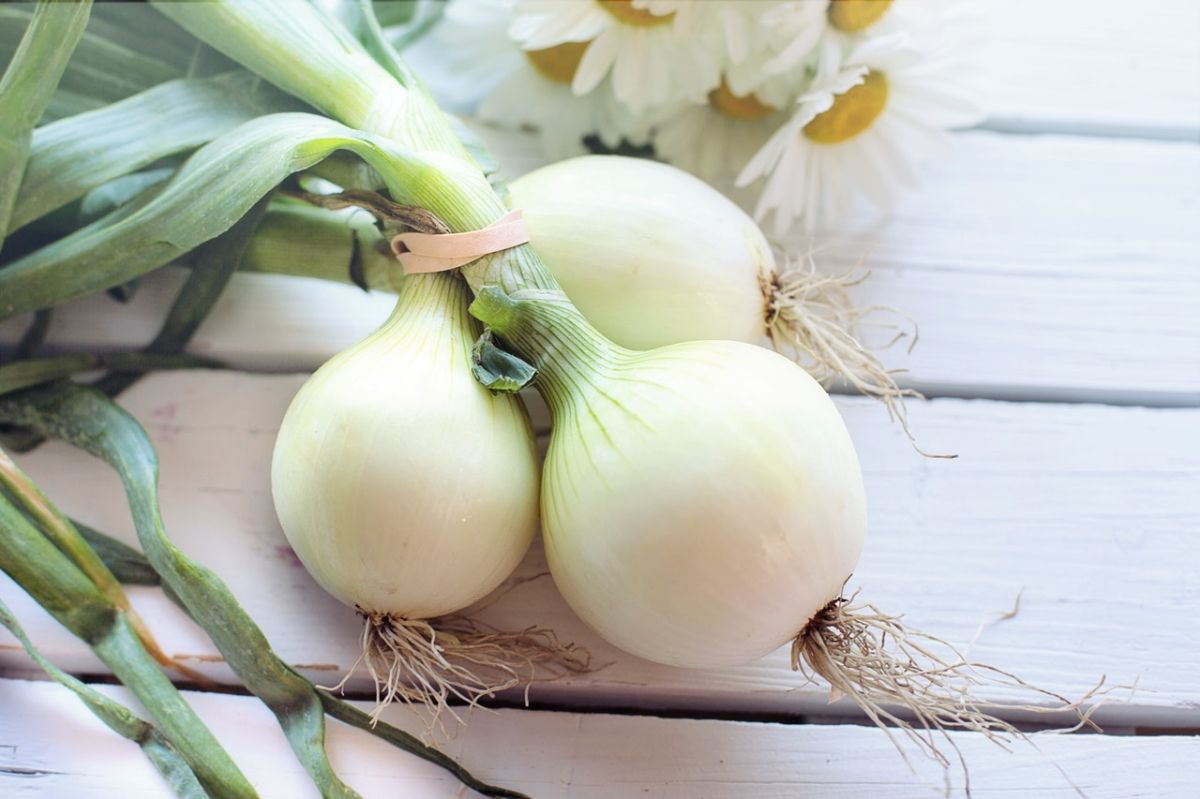 La cebolla es rica en un antioxidante llamado quercetina, que tiene el poder de estimular el metabolismo y acelera la quema de grasas.