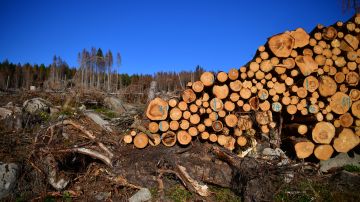 As Summer Temperatures Rise Bark Beetle Infestations Intensify
As Summer Temperatures Rise Bark Beetle Infestations Intensify

WERNIGERODE, GERMANY - SEPTEMBER 20: Wood piles of trees ravaged by a bark beetle infestation stand in a forest on September 20, 2019 near Schierke, Germany. Summers in Germany, as a consequence of global warming, have become dryer, which has weakened many native tree varieties and made them more susceptible to infestations of the bark beetle. While some forestries are taking an active approach to the problem by cutting down affected trees in an effort to halt the expansion of the beetle's spread, others are taking a passive approach to let the infestation run its natural course and ultimately leave a stronger forest behind. Bark beetles have been a recurring problem in Central Europe for a long time, though the dryer summers are making the infestations more intense and widespread. (Photo by Alexander Koerner/Getty Images)
