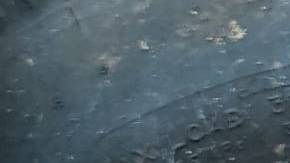 Zorro atrapado en una vieja llanta.