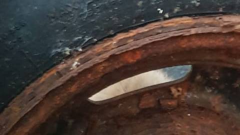 Zorro atrapado en una vieja llanta.