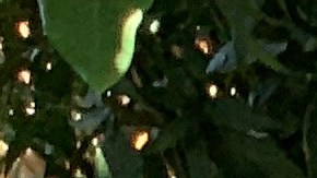 Elizabeth Espinoza, una mujer transgénero mexicana obtiene asilo en EE.UU.