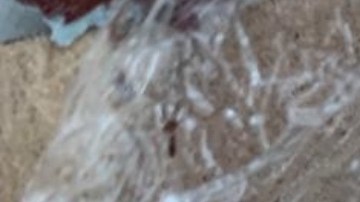 El fentanilo es 50 veces más poderoso y adictivo que la morfina