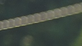 Una joven afroestadounidense propició el cambio.