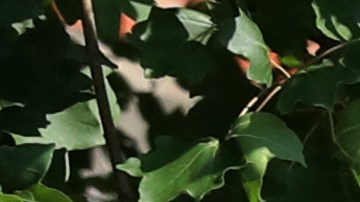 Ayuda económica propuestas Ley HEROES coronavirus estímulo