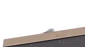 Banderas Walmart Confederación Mississippi racismo NCAA SEC