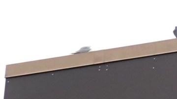 Banderas Walmart Confederación Mississippi racismo NCAA SEC