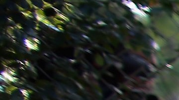 Una empleada del zoo de Miami en, una imagen de archivo, dando de comer a unos guepardos.