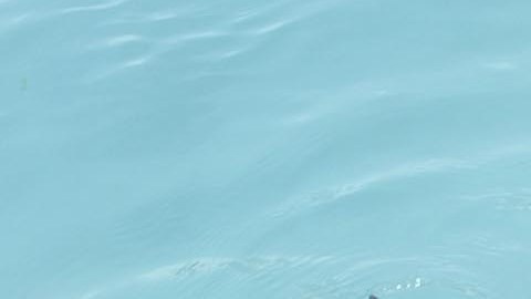 Los responsables del Miami Seaquarium creen que es la mejor decisión ante el aumento de casos.