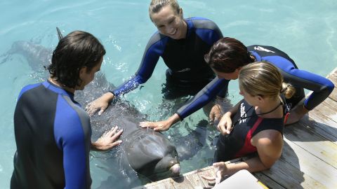 Los responsables del Miami Seaquarium creen que es la mejor decisión ante el aumento de casos.