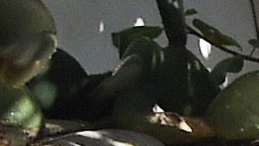 Visitante interactúan con tortugas galápagos en el Zoológico de San Diego.