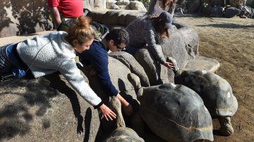 Visitante interactúan con tortugas galápagos en el Zoológico de San Diego.