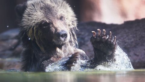 Cachorro de oso Grizzly