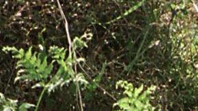 El Departamento de Pesca y Vida Silvestre de California capturó a dos osos cerca de la zona.