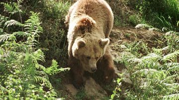 El Departamento de Pesca y Vida Silvestre de California capturó a dos osos cerca de la zona.