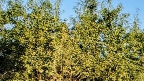 Trabajadores protestaron por la falta de seguridad. (UFW)