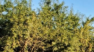 Trabajadores protestaron por la falta de seguridad. (UFW)