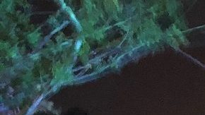 La multitud durante juegos pirotécnicos en Disneyland.