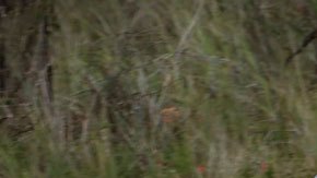 Mazda BT-50 2021.
Crédito: Cortesía Mazda Australia.