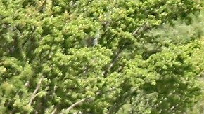 Quiñones se dirigía a su entrenamiento con el club cuando lo detuvo la autoridad.