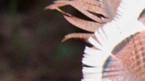 Pavo-guajolote-Amber Stevens en Pixabay