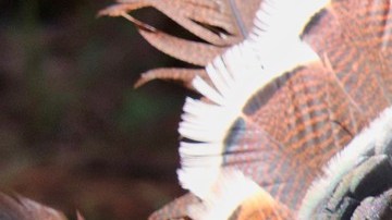 Pavo-guajolote-Amber Stevens en Pixabay