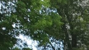 Batalla por custodia