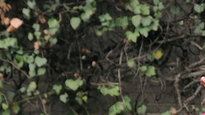 Deudos de la mujer que murió en ataque en la CDMX.