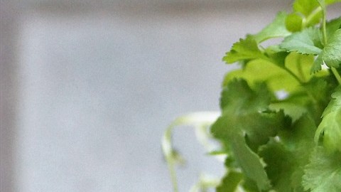 Cilantro. Foto: Ivabalk/Pixabay