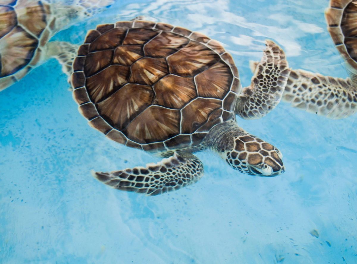 Las tortugas buscarían un sitio para reproducirse de forma natural.