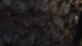 El eucalipto posee interesantes propiedades esotéricas.