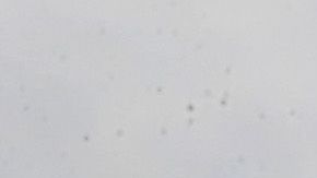 Policía de Chicago.