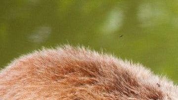 ¿Quién habrá sido el vencedor?