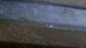 indocumentados en tráiler