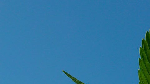Una hoja de marihuana.